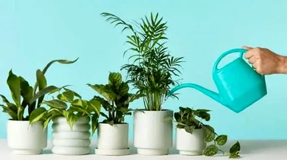 نحوه آبیاری گیاهان زینتی و آپارتمانی + فیلم