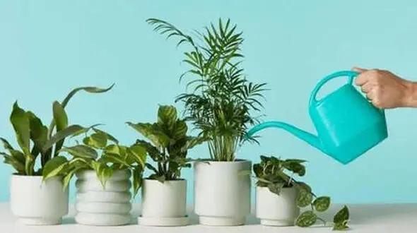 نحوه آبیاری گیاهان زینتی و آپارتمانی + فیلم
