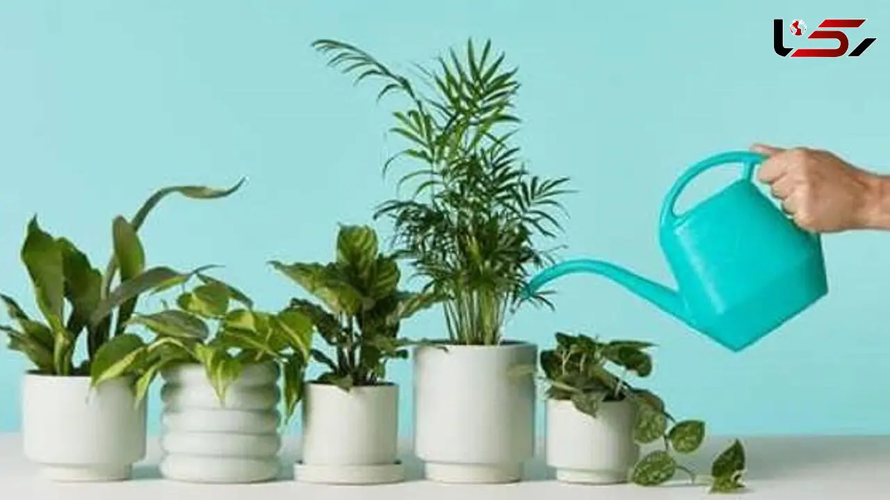 نحوه آبیاری گیاهان زینتی و آپارتمانی + فیلم