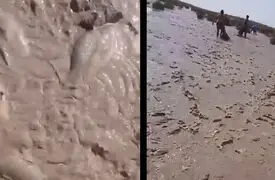 فیلم / شوک جدید از هامون؛ تنها یک ماه پس از جشن عجیب پرآبی، ماهی‌ها روی خاک خشک دارند جان می دهند/ هامون بدون حقابه احیا نمی‌شود