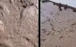 فیلم / شوک جدید از هامون؛ تنها یک ماه پس از جشن عجیب پرآبی، ماهی‌ها روی خاک خشک دارند جان می دهند/ هامون بدون حقابه احیا نمی‌شود