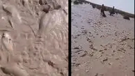 فیلم / شوک جدید از هامون؛ تنها یک ماه پس از جشن عجیب پرآبی، ماهی‌ها روی خاک خشک دارند جان می دهند/ هامون بدون حقابه احیا نمی‌شود