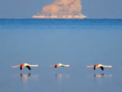 فیلم چشم‌نواز از بازگشت فلامینگوها به دریاچه ارومیه / پرواز دوباره پرندگان مهاجر بر فراز دریاچه