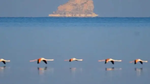 فیلم چشم‌نواز از بازگشت فلامینگوها به دریاچه ارومیه / پرواز دوباره پرندگان مهاجر بر فراز دریاچه