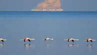 فیلم چشم‌نواز از بازگشت فلامینگوها به دریاچه ارومیه / پرواز دوباره پرندگان مهاجر بر فراز دریاچه