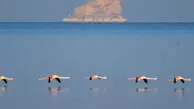 فیلم چشم‌نواز از بازگشت فلامینگوها به دریاچه ارومیه / پرواز دوباره پرندگان مهاجر بر فراز دریاچه
