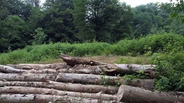 خط و نشان دادگستری مازندران برای ساحل‌خواران و قاچاقچیان چوب