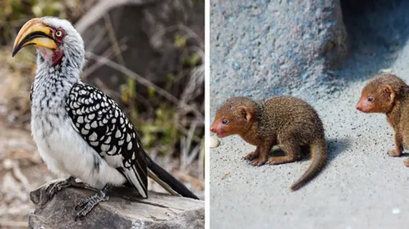 دوستی خدنگ‌های کوتوله با پرنده‌های نوک‌شاخ