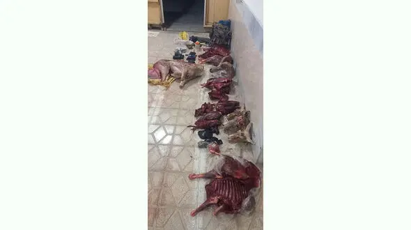 شکارچیان غیرمجاز شکار قانون شدند / در خراسان رضوی