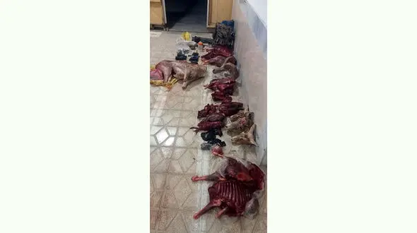 شکارچیان غیرمجاز شکار قانون شدند / در خراسان رضوی