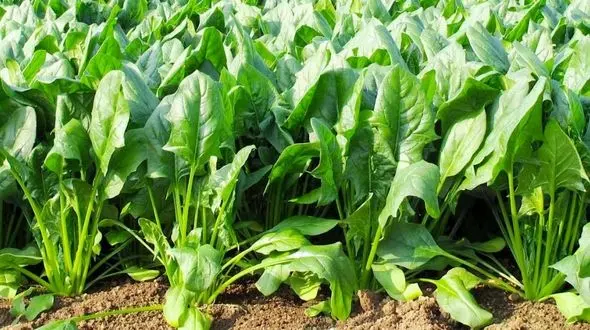 با این خوراکی ها رگ هایتان را پاکسازی کنید!