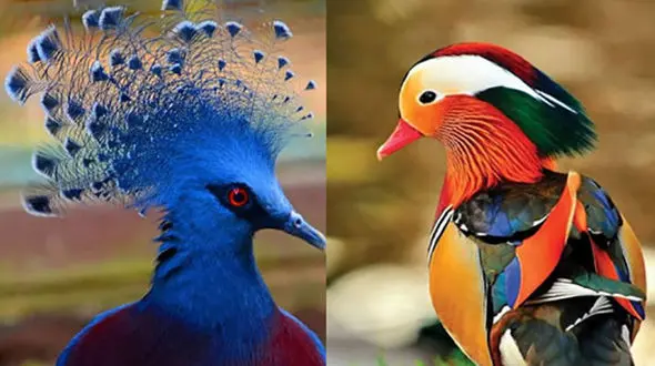 زیبا ترین رنگ آمیزی طبیعی جانواران + عکس