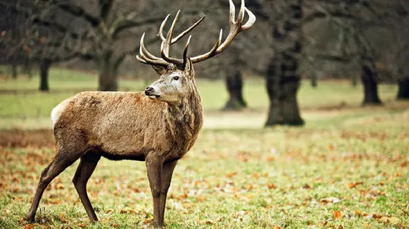 گوزنی که یک مدرسه را به آشوب کشید + فیلم