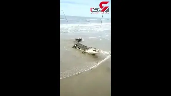 فیلم وحشیانه حمله ماهی گیران به یک کروکودیل+فیلم