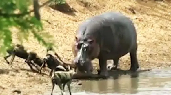 دزدیدن شکار اسب آبی از دهانش توسط چند سگ وحشی + فیلم
