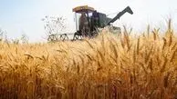 بررسی رکورد خرید گندم تضمینی: بیش از ۸ میلیون تن