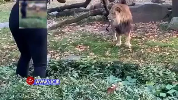 اقدام وحشتناک توریست خارجی در قفس شیرها! + فیلم