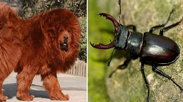 گران‌ترین حیوانات جهان کدامند؟