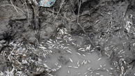 مرگ هزاران قطعه بچه ماهی در یاسوج