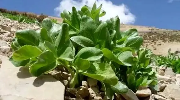 بررسی خطرات انقراض «سلطان گیاهان کوهی»