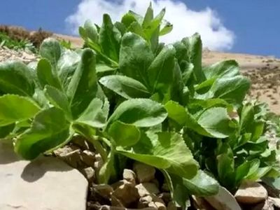 بررسی خطرات انقراض «سلطان گیاهان کوهی»