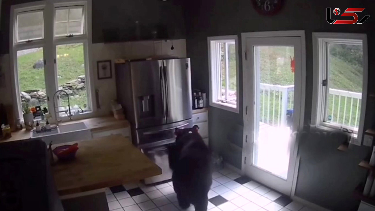 سرقت مرغ از خانه توسط خرس ! + فیلم باورنکردنی از هوش خلاف خرس