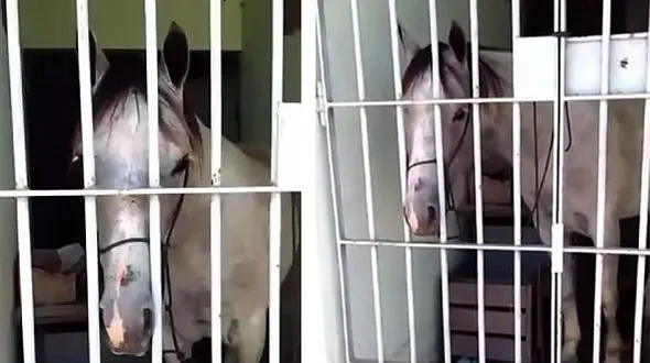 این اسب توسط پلیس دستگیر شد + تصاویر اسب پشت میله های زندان