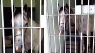 این اسب توسط پلیس دستگیر شد + تصاویر اسب پشت میله های زندان