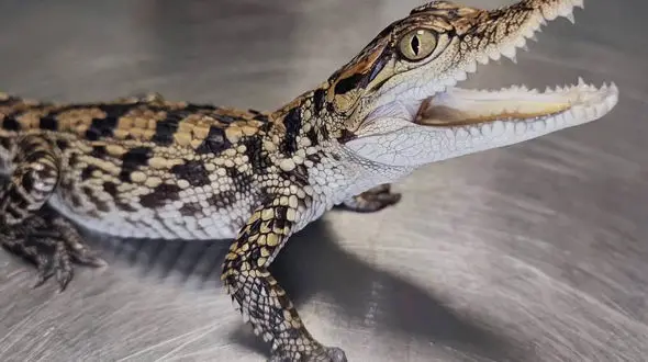 از خانواده قو ها تا عکس‌العمل سریع خرگوش برای نجات جانش