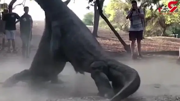 دعوای گلادیاتوری دو مارمولک بزرگ + فیلم