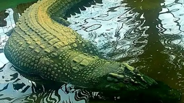 بزرگترین کروکودیل جهان: داستان غولی یک تنی که به اسارت درآمد!