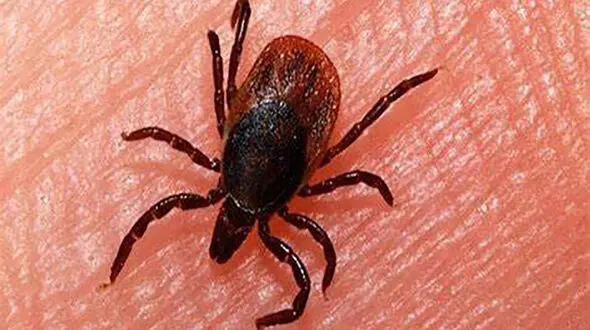 تب کریمه کنگو در کرمانشاه جان یک نفر را گرفت