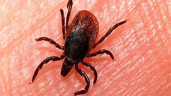 تب کریمه کنگو در کرمانشاه جان یک نفر را گرفت