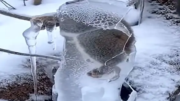 معماری طبیعت؛ داستان سنجاب در برف و هنر شکستن یخ با چکش / فیلم