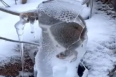 معماری طبیعت؛ داستان سنجاب در برف و هنر شکستن یخ با چکش / فیلم