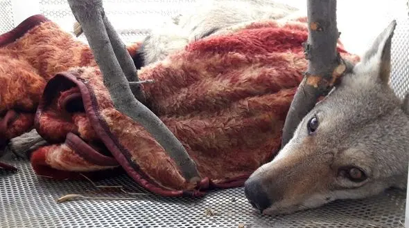 این بار این گرگ خاکستری از مردم وحشت داشت ! + عکس