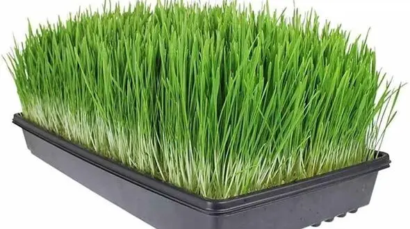 سبزه گندم چگونه برای عید بکاریم؟