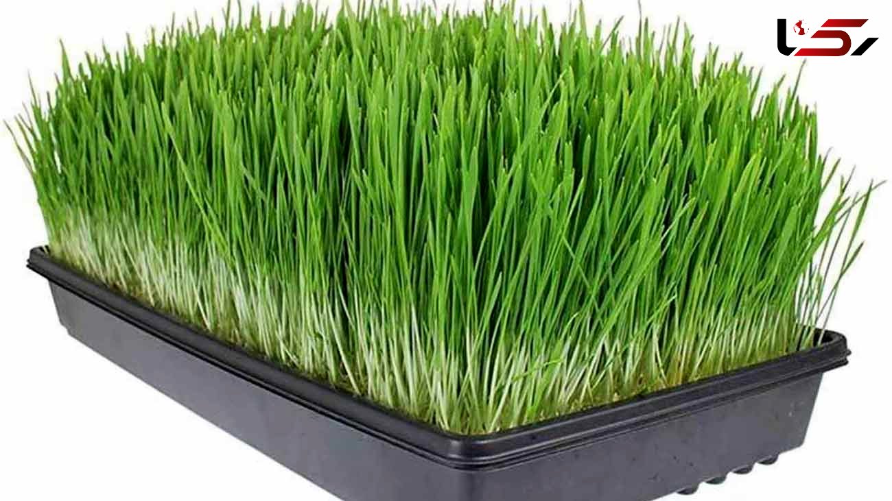 سبزه گندم چگونه برای عید بکاریم؟