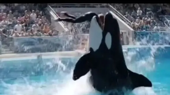 ببینید| لحظه بلیده شدن مربی توسط نهنگ قاتل، جسیکا، در حین اجرا