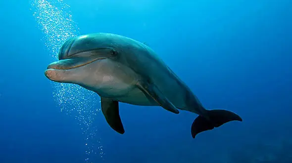 فیلم پرش بلند یک دلفین داخل قایق گردشگران جزیره هنگام ! / همه ترسیدند !