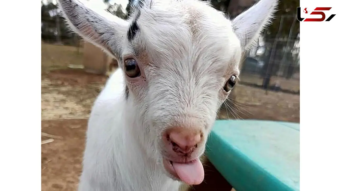 فیلم باورنکردنی از راه رفتن یک بز روی دو پا ! 