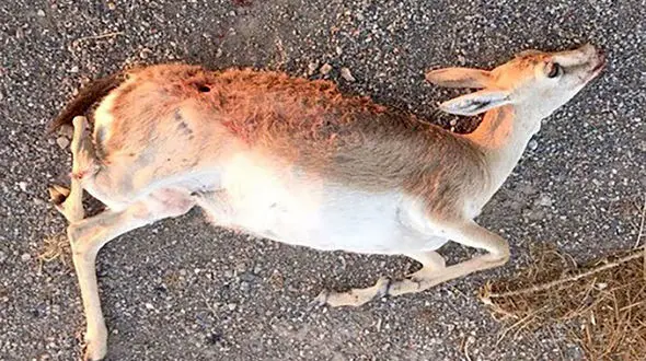 مرگ دردناک آهوی نگونبخت در اقدام بی رحمانه شکارچیان / جاجرم