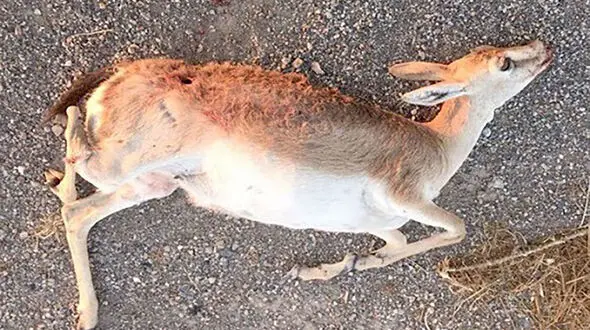 مرگ دردناک آهوی نگونبخت در اقدام بی رحمانه شکارچیان / جاجرم