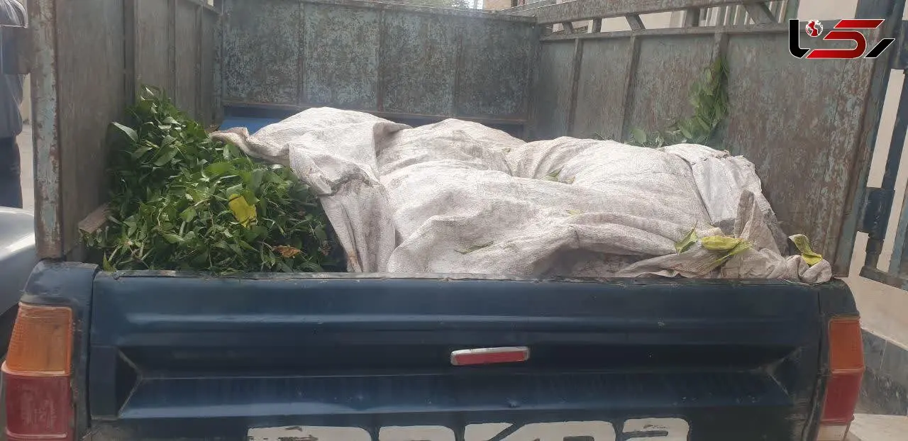 قاتلان جنگل های هیرکانی گلستان شبانه به‌سمت تهران می رفتند / یگان حفاظت منابع طبیعی ایست داد + تصاویر