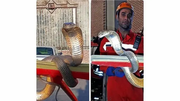 حمله مار کبری به یک خانه در مشهد + عکس