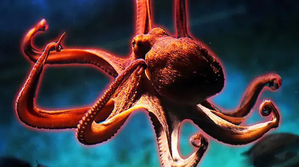 زندگی آبی هشت پا + فیلم