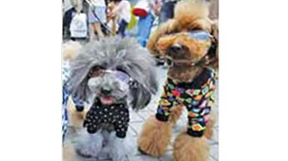 مردی همراه با 16 سگش به خواستگاری رفت ! + عکس