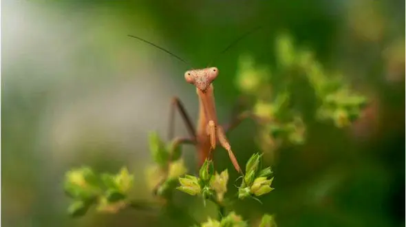 تصویری از یک ملخ دعاگو در عکس روز نشنال جئوگرافیک