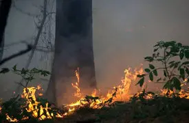 واکنش علیرضا قربانی به سوختن جنگل‌های هیرکانی/ درختان همه دود پیچان به تاراج باد