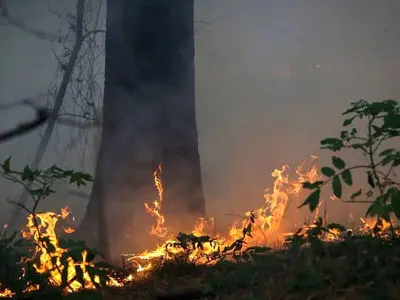 واکنش علیرضا قربانی به سوختن جنگل‌های هیرکانی/ درختان همه دود پیچان به تاراج باد